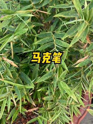 #水彩笔 #丙烯马克笔 #美术画笔 #马克笔绘画 #儿童水彩笔 丙烯马克笔儿童水彩笔颜色全套学生美术绘画专用不透色彩色手绘