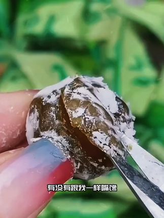 正品酵素梅品质优选大果青梅果蔬酵素营养美味酸酸甜甜独立装新鲜#零食推荐 #追剧小零食 #快来一起尝个鲜 #特产 #吃货必备