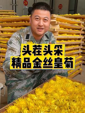 【徽五弟】高山上采摘的头茬金丝皇菊,所见即所得,一朵一杯。 #金丝皇菊 #菊花 #菊花茶 #花茶 #菊花枸杞茶