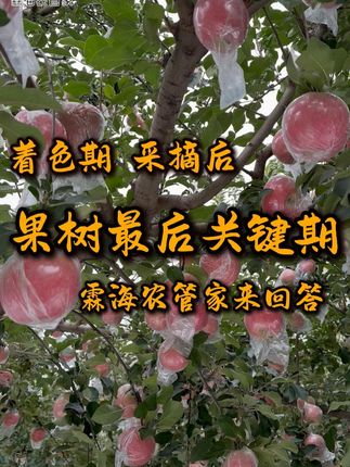 果树最后关键期的着色期和采摘后做什么! #三农 #农业种植 #助农 #农业 #肥料