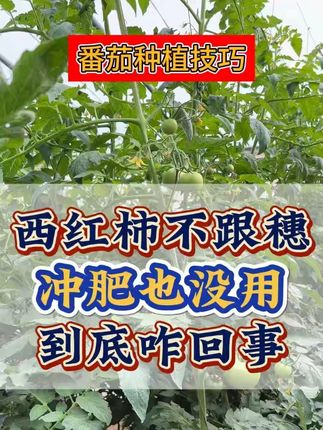 西红柿不跟穗,冲肥也没用,到底是咋回事 #西红柿种植 #种植小技巧 #农业种植 #西红柿 #膨果