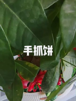 粮全其美老上海草头饼健康营养速食早餐手抓饼即食特色早餐速食 #太好吃了 #草头饼 #快来一起尝个鲜 #太香啦 #好吃到停不下来