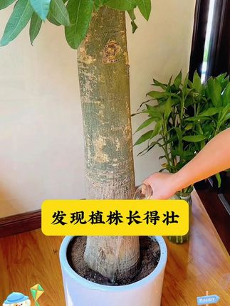 黄叶掉叶不爱生长,你就给它浇这种水 #发财树#花卉绿植#爱生活爱养花Y