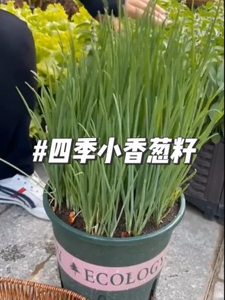 喜欢吃小葱的可以自己在家种,四季小香葱阳台小院想吃随时种#四季小香葱 #葱种子 #分葱 #阳台种菜