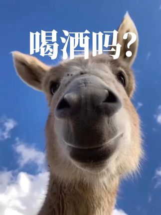 喝酒吗? #白酒#荞花香#喝的不是酒是故事#热点#好酒推荐