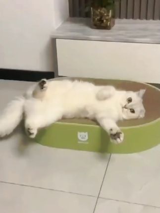 太空舱型猫抓板椭圆猫爪板耐磨猫窝抓盘一体不掉屑猫玩具猫咪用品 #猫抓板 #猫窝 #养猫新手 #不掉屑猫抓板 #养宠必备