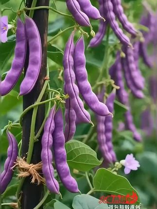 八月忙豆角种子冻死鬼耐寒耐热高产无筋四季豆#三农 #种子 #豆角