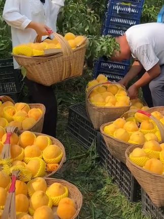 正宗山东蒙阴黄桃黄金蜜桃子新鲜水果黄色水蜜桃产地直销现摘现发_0709_2 你们要是喜欢,都给你们发这样的好品质! #黄桃 #新鲜应季水果 #优质农产品 #好甜好甜 #桃子熟了