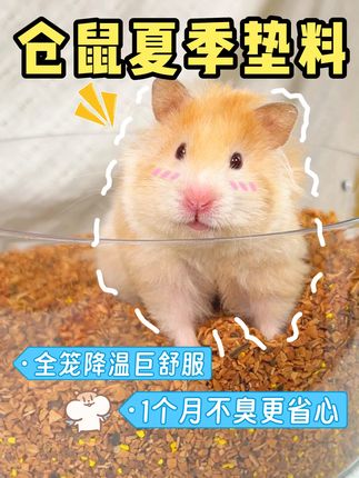 仓鼠夏天防暑用这个,没想到除臭也这么绝 #金丝熊 #仓鼠🐹 #仓鼠核桃砂 #仓鼠降温