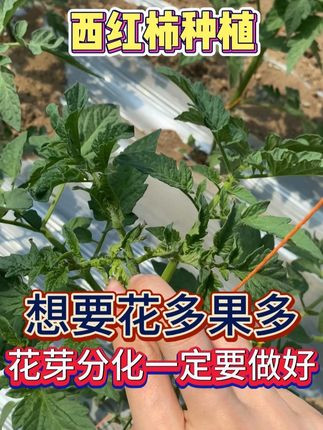 想要花多果多 花芽分化一定要做好 #促花保果 #氨基酸水溶肥 #氨基酸叶面肥 #农业 #现代农业