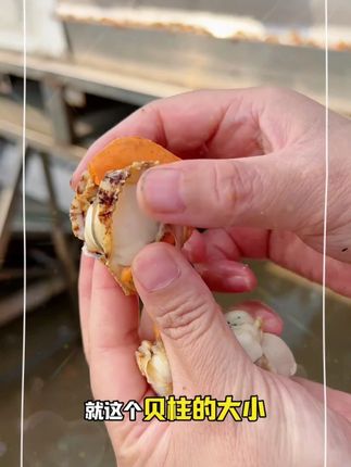 #扇贝 #扇贝肉 #海鲜美食 #超便宜超划算 #美食推荐 h