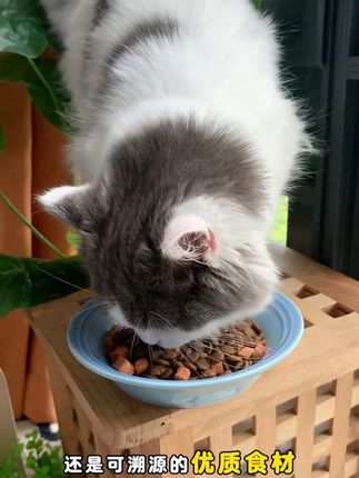 5包猫粮竟然只要一百多,单斤才个位数,还是上市公司乖宝出品,品质有保障#麦富迪猫粮 #猫粮推荐 #新手养猫 #萌宠好物 #猫粮