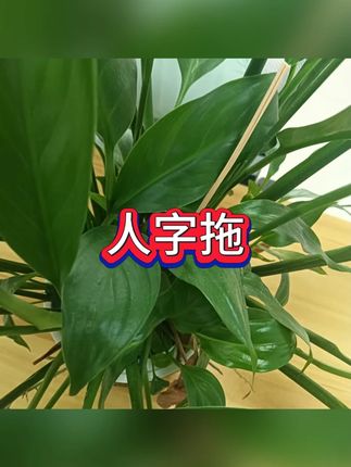 防滑人字拖 #夏季穿搭 #男士用品 #休闲时尚 #户外必备 #舒适生活