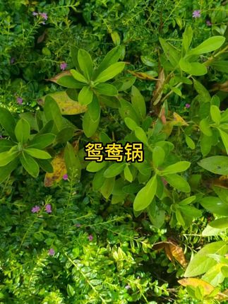 #鸳鸯锅 #电火锅 #电煮锅