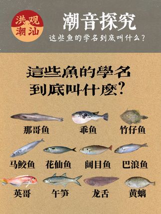 潮音探究(十五) 潮汕话里的“那哥鱼”、“迪仔鱼”究竟是什么鱼?一口气带你认识这些鱼的学名都叫什么#潮汕#潮汕话#河豚#鱼 #剥皮鱼