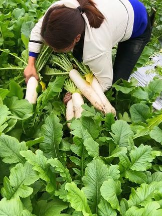 一起来种萝卜,九月底前都可种 #家庭种菜#阳台种菜 #楼顶菜园 #田园生活 #自己种菜