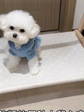 原创宠物衣服秋冬狗狗居家服无袖连帽马甲猫咪衣服毛绒保暖幼犬装#宠物衣服 #狗狗居家衣服 #萌宠衣服