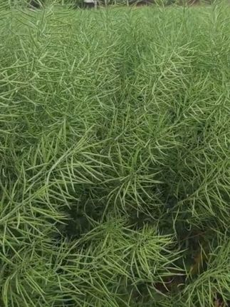 油菜种子 油菜种子千千万,今年的油菜种子你选好了吗?#农业种植 #油菜 #油菜种植 #农业 #油菜籽