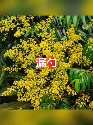 316不锈钢花椒漏勺家用厨房捞面条神器饺子面条捞勺沥水油炸漏网 #漏勺 #厨具 #不锈钢厨具#厨房用品 #厨房用品好物推荐