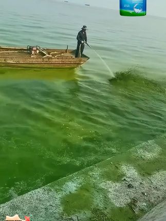 生物除藻,不伤水草不伤鱼虾蟹,厂家直发地板价 #蓝藻 #水产养殖 #水产人 #养鱼