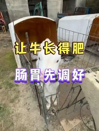 让牛长得肥,肠胃先调好 #乡村守护人 #来抖音学农技 #农村创业养殖 #我的乡村生活