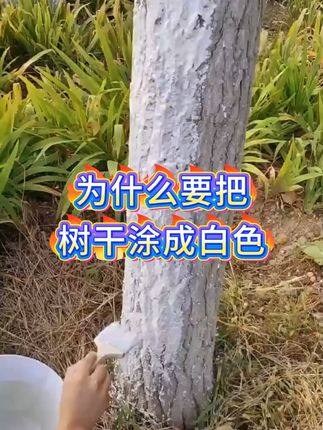 天冷了给树木刷一层防寒衣 #树干涂白剂 #果树涂白 #果树管理 #石硫合剂 #涂白剂