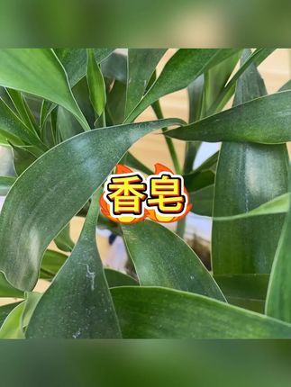 硫磺皂 #硫磺皂 #香皂 #护理 #实用 #家庭