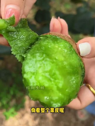 今年头茬的翠香猕猴桃喜欢吃的抢鲜尝尝#新鲜采摘  #快来一起尝个鲜  #优质农产品 #优质水果  #现摘现发新鲜到家