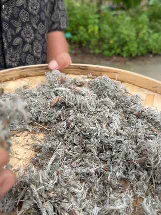 知道可以干嘛用的吗? #植物科普 #潮汕人 #潮汕话 #你见过这种植物吗 #三农