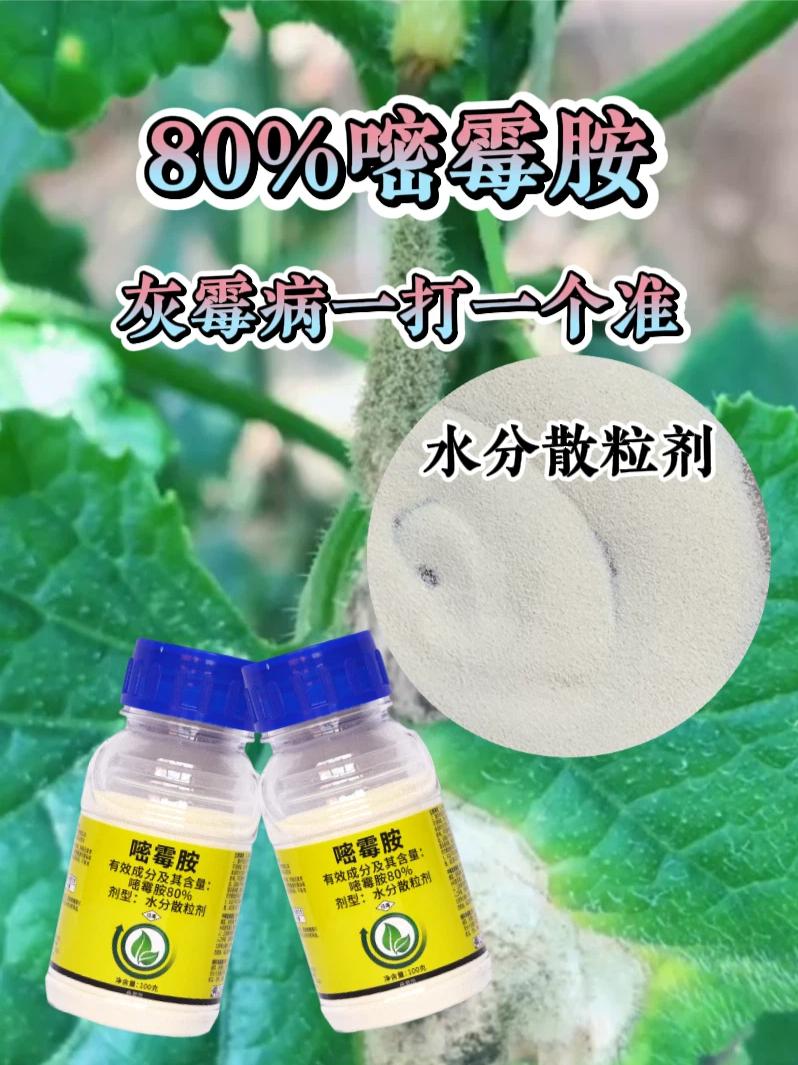 嘧霉胺防治灰霉病,枯萎病、黑星病、斑点落叶病等多种真菌性病害#嘧霉胺 #奥丰#杀菌剂 #灰霉病