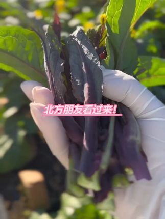 湖北人冬必吃红菜苔!1700 年历史,茎粗汁多,阳台撒种 #湖北晚熟红菜苔种子 #晚熟红菜苔种子 #红菜苔种子 #武汉红菜苔种子 #甜菜心种子