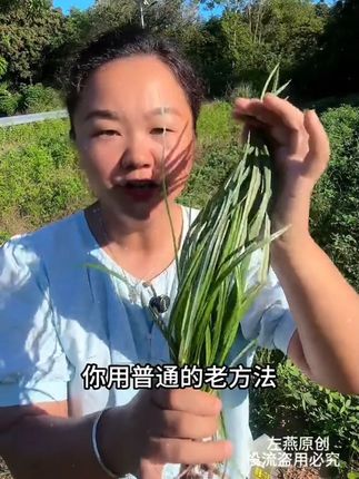 红薯田清理 四包一套全田喷施不伤苗 地里干干净净 #红薯种植 #玉米种植 #水稻种植 #农业种植 #我的乡村生活