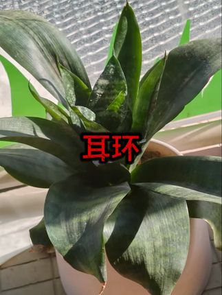 复古轻奢时尚百搭正品保证气质素款 #耳环 #耳饰 #银饰耳环