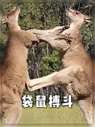 《袋鼠》袋鼠有着特殊的繁殖能力,几乎无敌,但最大天敌来自同类 #袋鼠 #动物科普 #神奇的动物在抖音 #动物的迷惑行为 #动物纪录片