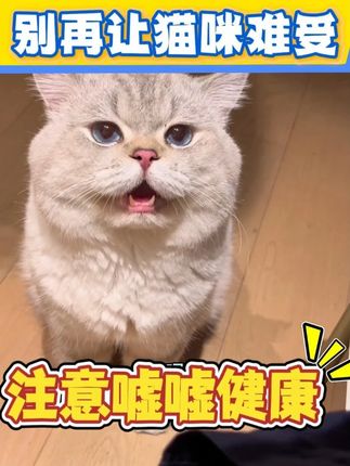 别再让猫咪难受,注意它的嘘嘘健康 #猫尿闭 #猫尿闭怎么治 #猫尿闭多喝水 #猫尿闭肾衰