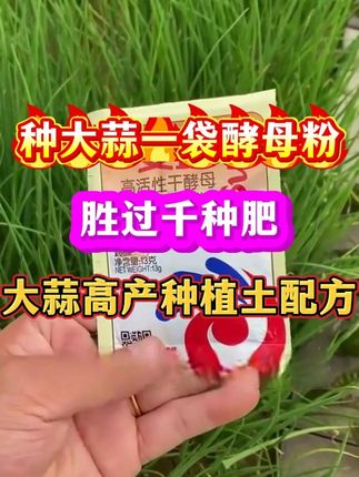 大蒜高产种植土配方 #大蒜种植 #大蒜高产 #大蒜增产 #大蒜拌种 #大蒜病害防治