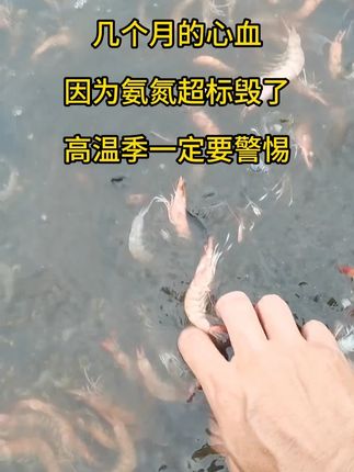 几个月的心血,因为氨氮亚盐超标全毁了 ,高温季一定要做好预防,这款浓缩光合菌带回家用起来吧! #水产养殖 #高密度养殖 #南美白对虾 #三农 #水产人