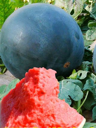 无籽黑冠王西瓜  #阳台小院均可种植  #种瓜得瓜  #种西瓜  #家庭种植  #小菜园     #无籽黑冠王西瓜