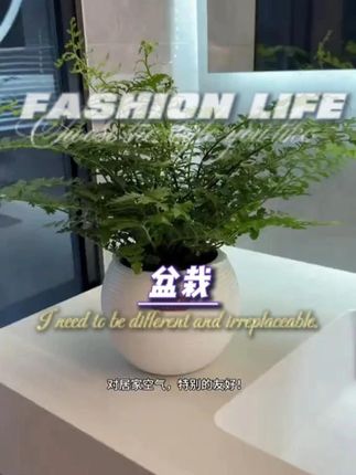 好看又有森林感的绿植,不仅好看,还非常的好养! #花卉绿植 #吉姆蕨 #爱生活爱养花 #超便宜超划算 #室内绿植