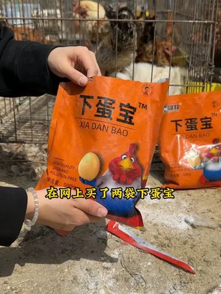 #雄牧下蛋宝 #农村散养土鸡 #科学养鸡 #养鸡人 #养鸡