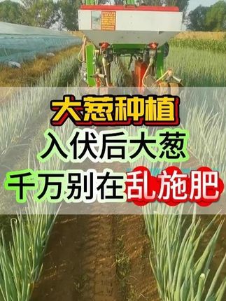 大葱入伏后施肥技巧#分享农业知识帮农民增产增收 #农业种植 #三农 #抖音助农 #传播农业小知识