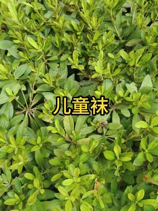 #儿童袜子 #中筒袜 #好物推荐