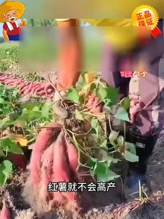 #红薯种植 #农业种植技术 红薯专用控旺膨大素增产控上促下表面光滑预防畸型防裂果高产农肥#肥料厂家
