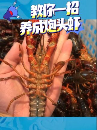 用这个方法,让你各个都是炮头虾-#水产养殖 #离子钙 #小龙虾养殖