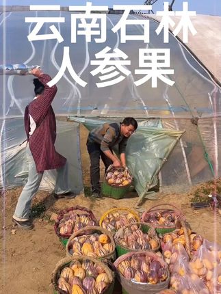 云南石林人参果到底多好吃 这一刀下去,我也心疼,但是我不切开,你们永远不知道我们云南石林的人参果到底有多好吃#水果 #应季水果 #人参果 #云南人参果