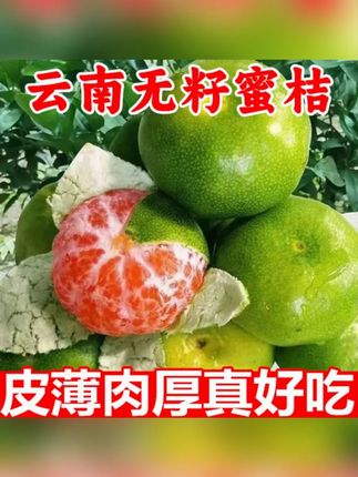 云南蜜橘特早熟桔子新鲜水果9斤当季5青皮桔子无籽孕妇整箱蜜橘10#橘子 #青皮橘子 #蜜橘 #应季水果 #云南蜜橘