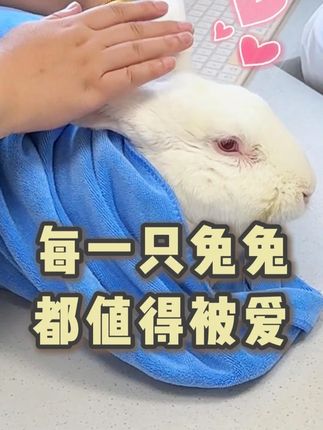 “你知道捡来的孩子,真的比家里的乖好多, 乖的让人心疼。”#万物可爱计划 #毛孩子 #治愈 #宠物兔 #爱是陪伴