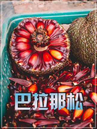 难怪在北半球99%的人都没吃过这东西 #巴拉纳松子 #巴西 #坚果 #零食 #好吃到停不下来