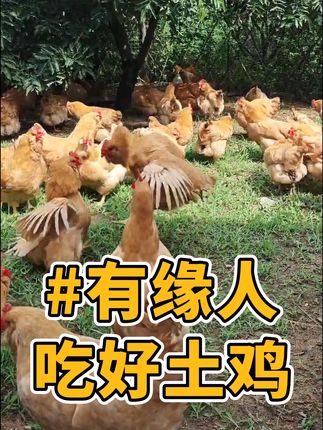 有缘人,来吃好土鸡!!! #三农 #土鸡 #走地鸡 #田园生活