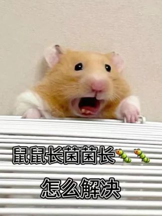 布卡星仓鼠除臭剂喷雾体外去螨虫小宠物金丝熊兔子跳骚除虱专用品#仓鼠除臭剂 #体外除螨 #小宠物用品 #布卡星 #宠物除臭